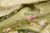 Asmara Quilt Cover Set - Lichen - Fabric
